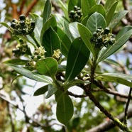 Gaertnera vaginata. losto café  ( fruits ) rubiaceae.endémique  Réunion.jpeg